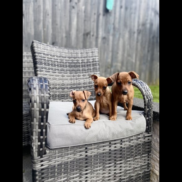 Miniature Pinscher - Both