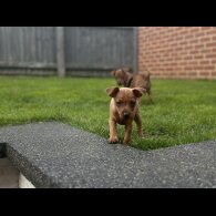 Miniature Pinscher - Both