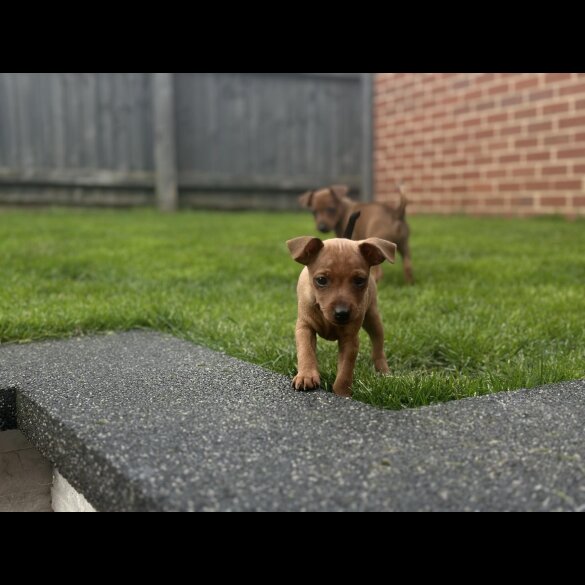Miniature Pinscher - Both