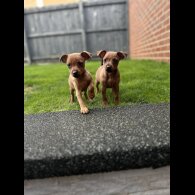 Miniature Pinscher - Both