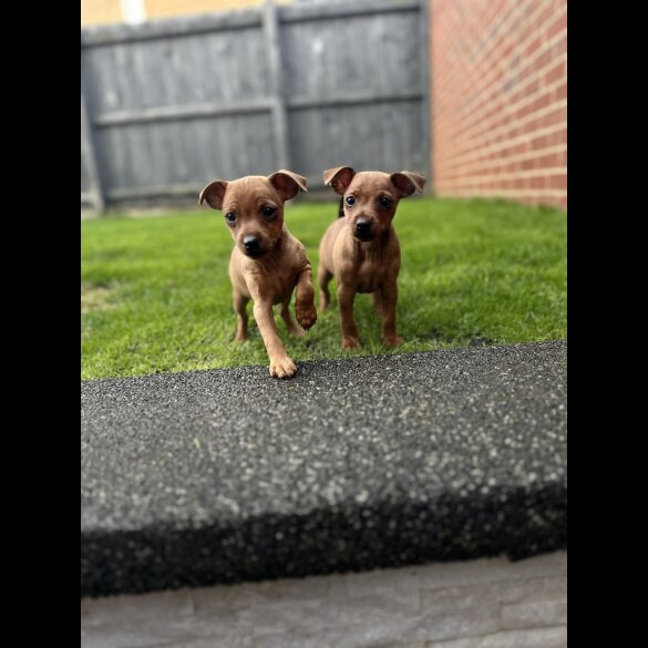 Miniature Pinscher - Both