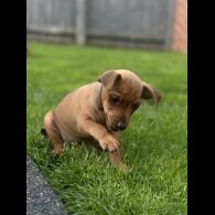 Miniature Pinscher - Both