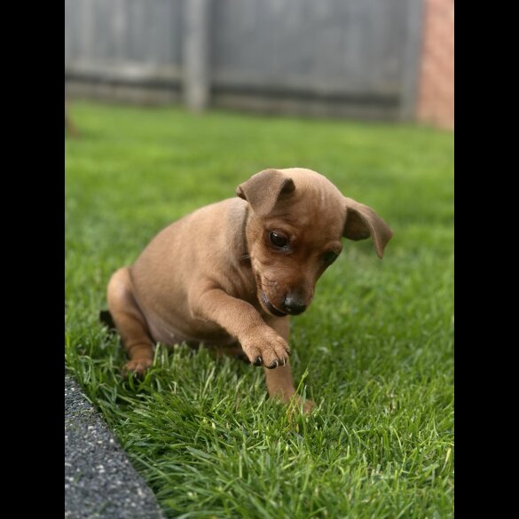 Miniature Pinscher - Both