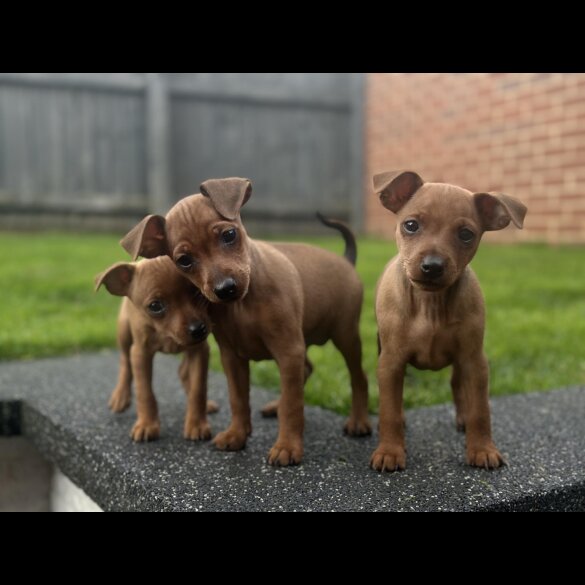 Miniature Pinscher - Both