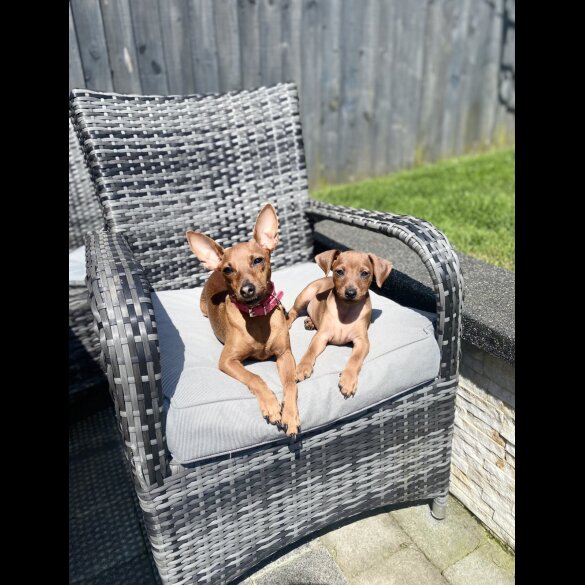 Miniature Pinscher - Both