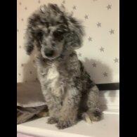 Miniature Poodle - Dogs