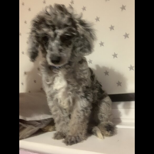 Miniature Poodle - Dogs