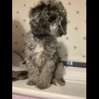 Miniature Poodle - Dogs