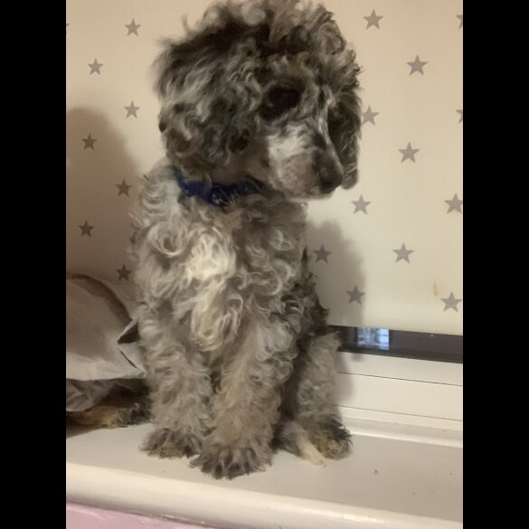 Miniature Poodle - Dogs