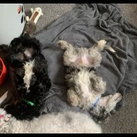 Miniature Poodle - Dogs