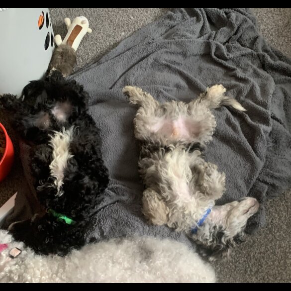 Miniature Poodle - Dogs