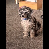 Miniature Poodle - Dogs