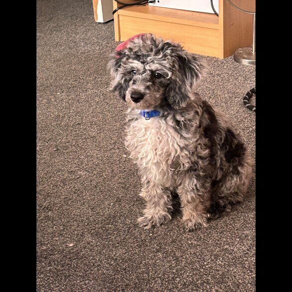 Miniature Poodle - Dogs