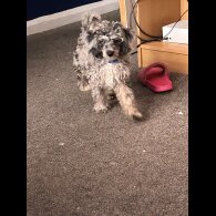 Miniature Poodle - Dogs