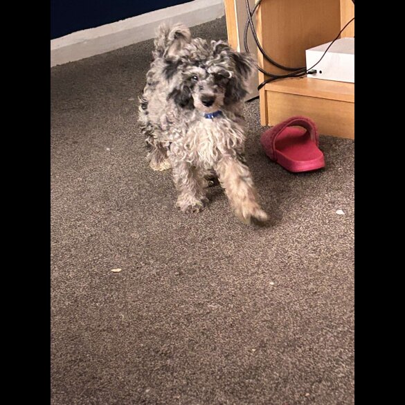 Miniature Poodle - Dogs