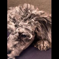 Miniature Poodle - Dogs