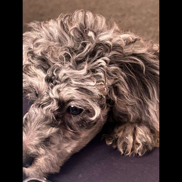 Miniature Poodle - Dogs