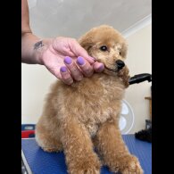 Miniature Poodle - Both
