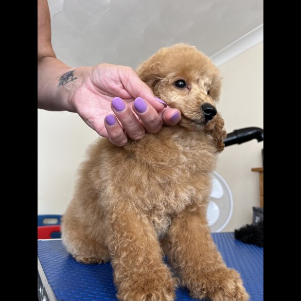 Miniature Poodle - Both