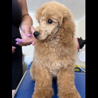 Miniature Poodle - Both