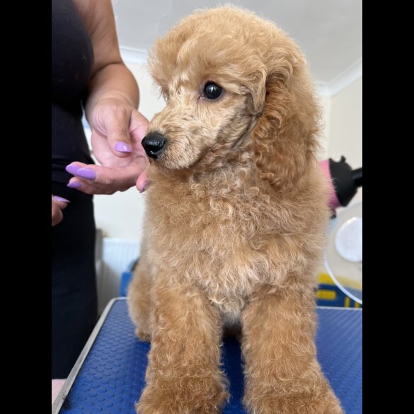 Miniature Poodle - Both