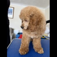 Miniature Poodle - Both