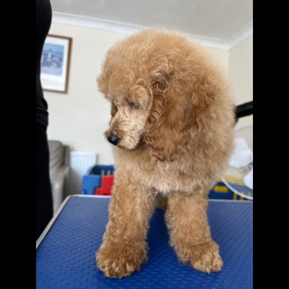 Miniature Poodle - Both