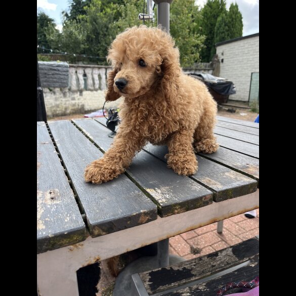 Miniature Poodle - Both