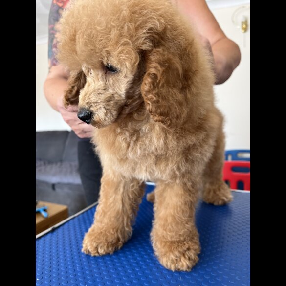 Miniature Poodle - Both