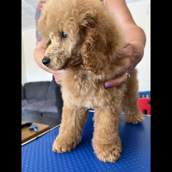 Miniature Poodle - Both
