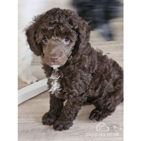 Micro mini poodle puppies clearance