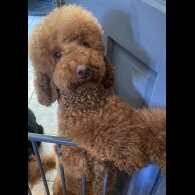 Miniature Poodle - Both