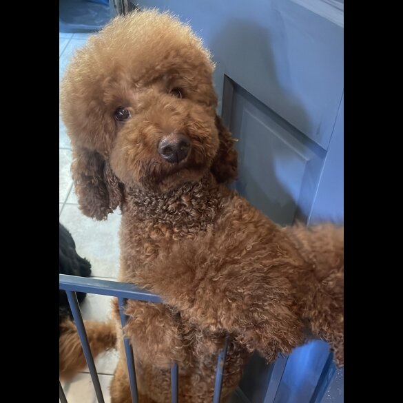 Miniature Poodle - Both