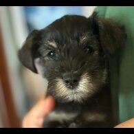 Miniature Schnauzer - Both