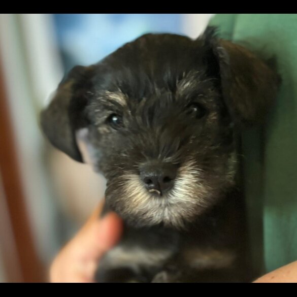 Miniature Schnauzer - Both