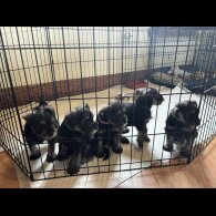 Miniature Schnauzer - Both