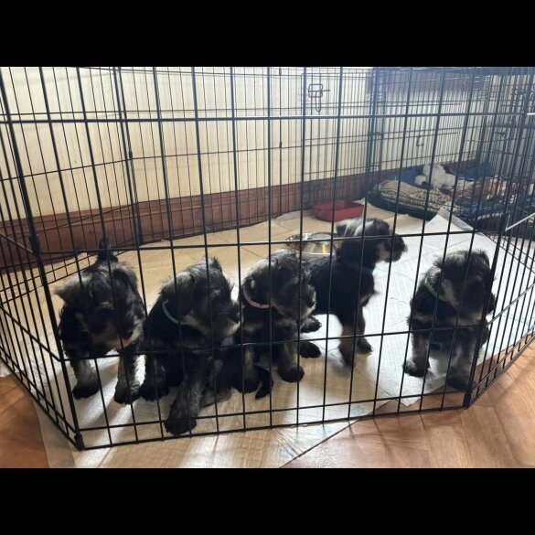Miniature Schnauzer - Both