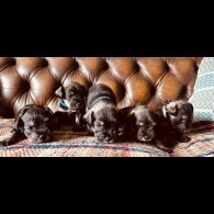 Miniature Schnauzer - Both