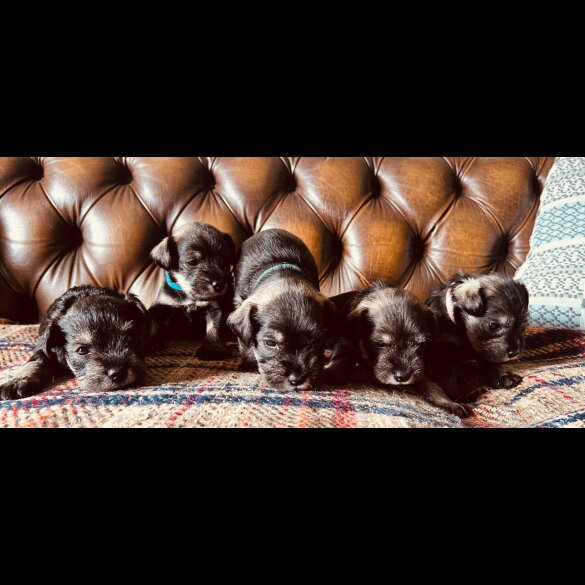 Miniature Schnauzer - Both