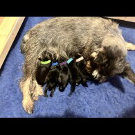 Miniature Schnauzer - Both