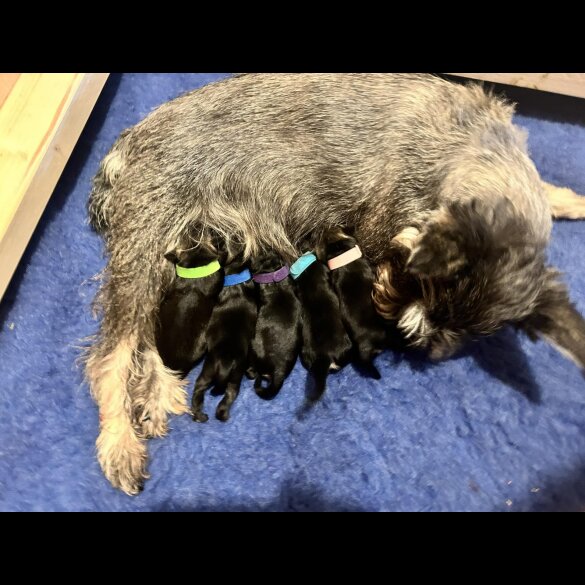 Miniature Schnauzer - Both