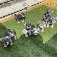 Miniature Schnauzer - Both