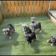 Miniature Schnauzer - Both