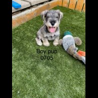 Miniature Schnauzer - Both