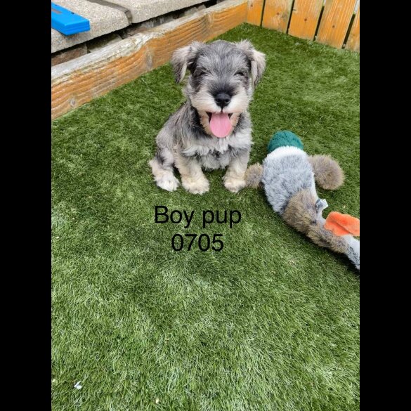 Miniature Schnauzer - Both