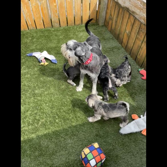 Miniature Schnauzer - Both