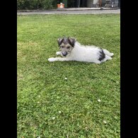 Mixed Breed - Dogs