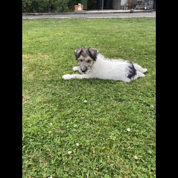 Mixed Breed - Dogs