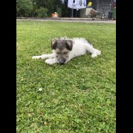 Mixed Breed - Dogs