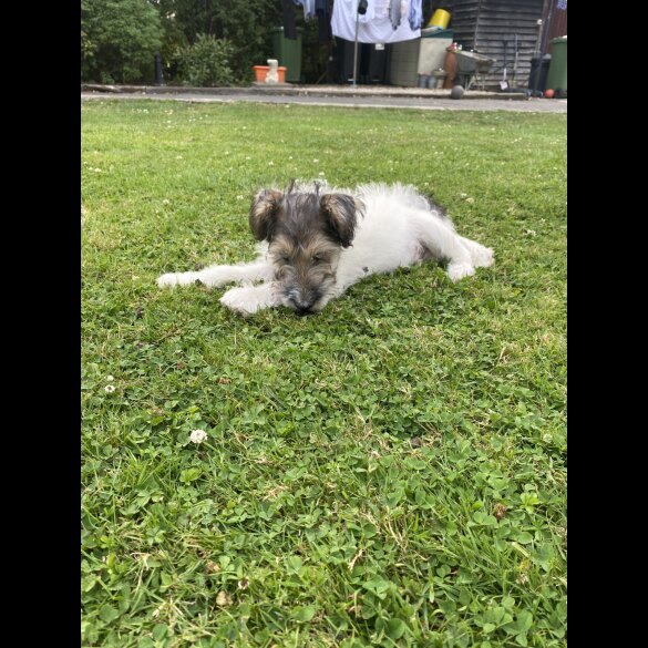 Mixed Breed - Dogs